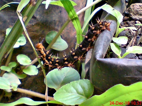 ulat Kupu-kupu Common Eggfly - Hypolimnas bolina 3