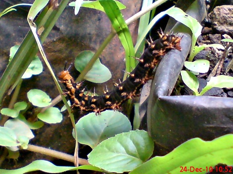 ulat Kupu-kupu Common Eggfly - Hypolimnas bolina 3 ulat Kupu-kupu Common Eggfly - Hypolimnas bolina 3
