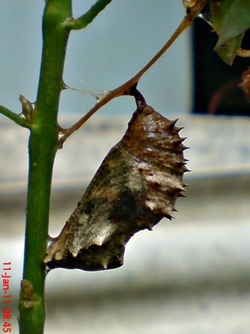 [Common Eggfly Butterfly - Hypolimnas bolina - pupa 2[1].jpg]