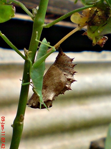 [Common Eggfly Butterfly - Hypolimnas bolina - pupa 9[1].jpg]