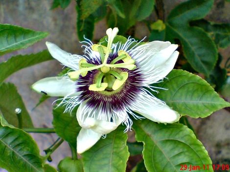 Passiflora edulis-Markisa-Passion Fruit Passiflora edulis-Markisa-Passion Fruit