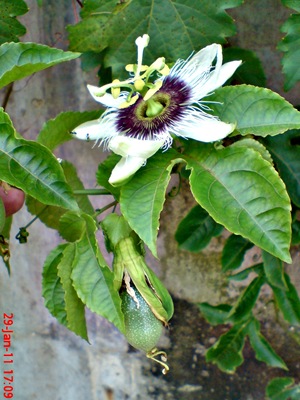 Passiflora edulis-Markisa-Passion Fruit 4 Passiflora edulis-Markisa-Passion Fruit 4