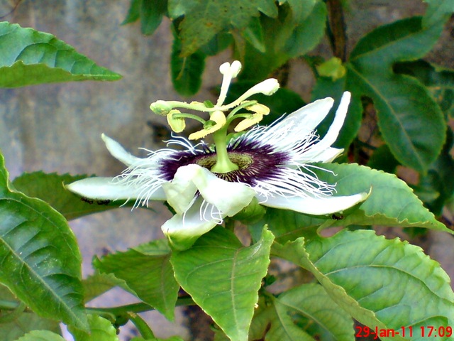 [Passiflora edulis-Markisa-Passion Fruit 3[1].jpg]