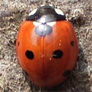 Coccinella-septempunctata-02 Coccinella-septempunctata-02