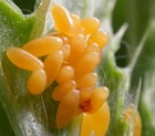 Coccinella_septempunctata_ova-s Coccinella_septempunctata_ova-s