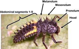 lady beetle larva anatomy