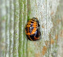 Ladybird_Pupate