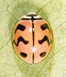 Cheilomenes sexmaculata (Fabricius) 1 Cheilomenes sexmaculata (Fabricius) 1
