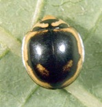 Cheilomenes sexmaculata (Fabricius) 3 Cheilomenes sexmaculata (Fabricius) 3