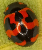 Coccinella_transversalis Coccinella_transversalis