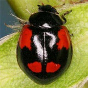 Adalia-bipunctata-06 Adalia-bipunctata-06