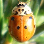 Adalia-decempunctata-05 Adalia-decempunctata-05