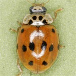 Adalia-decempunctata-11 Adalia-decempunctata-11