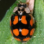 Adalia-decempunctata-13 Adalia-decempunctata-13