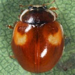 Adalia-decempunctata-17 Adalia-decempunctata-17