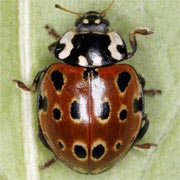 Anatis-ocellata-01 Anatis-ocellata-01