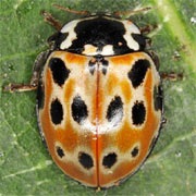 Anatis-ocellata-05 Anatis-ocellata-05