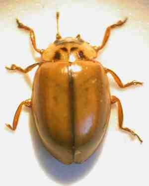 Aphidecta obliterata Aphidecta obliterata