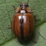 Aphidecta-obliterata-01 Aphidecta-obliterata-01