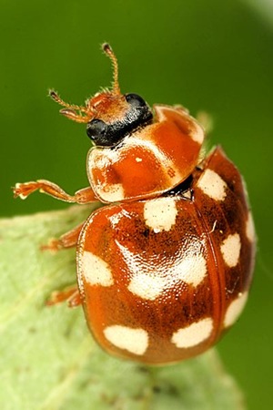 Calvia quatuordecimguttata - Cream Spotted Lady-beetle Calvia quatuordecimguttata - Cream Spotted Lady-beetle