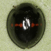 Chilocorus-bipustulatus-01 Chilocorus-bipustulatus-01