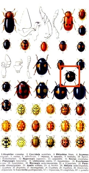 chilocorus-bipustulatus chilocorus-bipustulatus