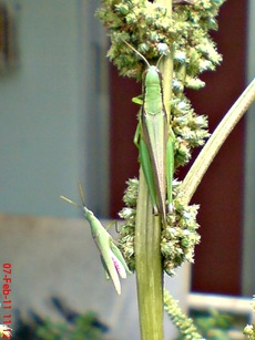belalang hijau Oxya chinensis 2 belalang hijau Oxya chinensis 2