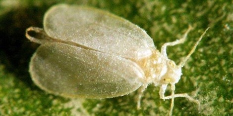 hama lalat putih raksasa _Aleurodicus dugesii_giant whitefly