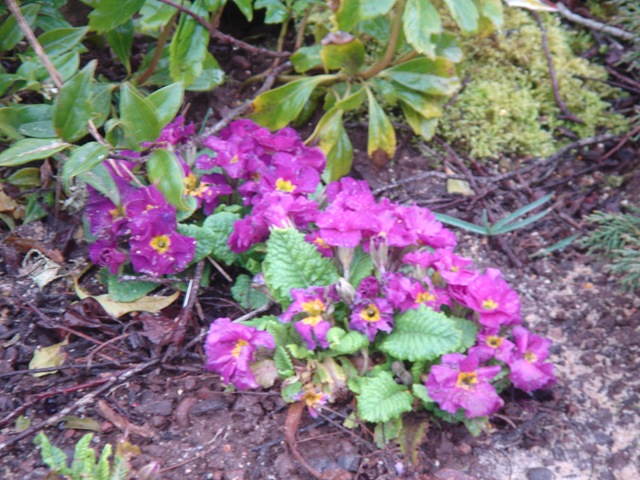 [DSC02246purple[6].jpg]