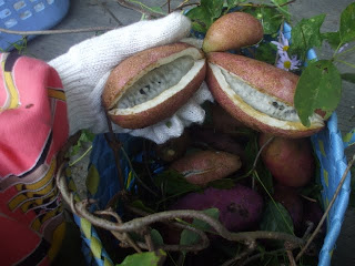 DSCF9599.JPG