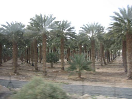 Palm Farm