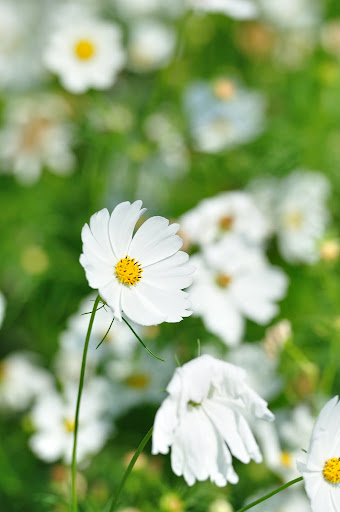 http://lh4.ggpht.com/_4dxp2tWJWQU/TMxUEw50mNI/AAAAAAAAD44/uh7goAi8Ml4/s512/DSC_9887.JPG