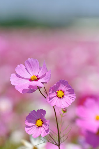 http://lh4.ggpht.com/_4dxp2tWJWQU/TMxUiY66S-I/AAAAAAAAD84/755uhXqqkgc/s512/DSC_9764.JPG
