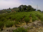 Land Plot in Vallebona 8000 mq
