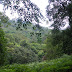 BUKIT TIMAH 8-14-2009 10-50-39 PM 3264x2448.JPG, ONLY RAIN FOREST IN SINGAPORE, SINGAPORE NATURE PRESERVE SINGAPORE ZOO AND NIGHT SAFARI