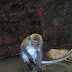 BUKIT TIMAH 8-14-2009 11-03-20 PM 2448x3264.JPG, MONKEYS ALONG TRAIL, SINGAPORE NATURE PRESERVE SINGAPORE ZOO AND NIGHT SAFARI