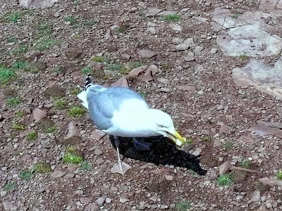 Мыс Фреель - сap Frehel 