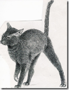 kat sproeit