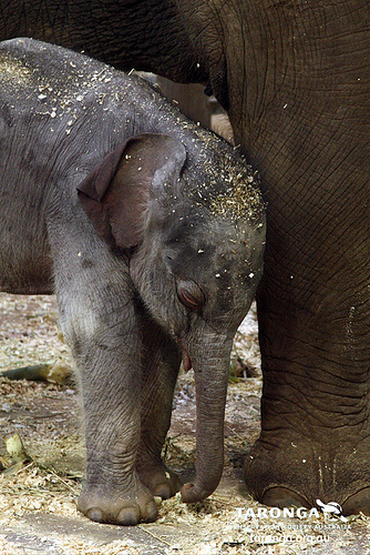 รูปภาพ ช้างพังทองดี คลอดลูกช้าง ช้างไทย ในออสเตรเลีย