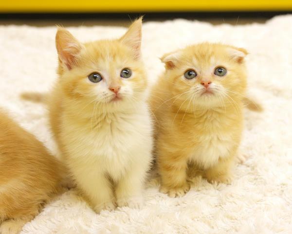 รูปภาพ น้องเหมียว แมวน้อย สัตว์เลี้ยง ลูกแมวแสนน่ารัก