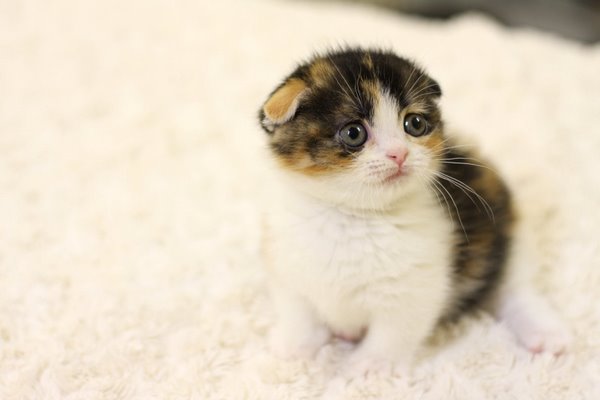 รูปภาพ แมวน่ารัก แมวน้อย สัตว์เลี้ยง ลูกแมว เหมียวหน้าบ้องแบ๊ว