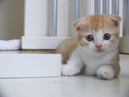 รูปภาพ น้องเหมียว แมว รูปแมว แมวเหมียว ตัวน้อยน่ารักมากๆ