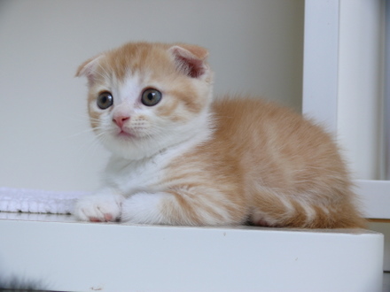รูปภาพ น้องเหมียว แมว รูปแมว แมวเหมียว ตัวน้อยน่ารักมากๆ