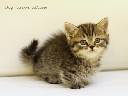 รูปภาพ ลูกแมวน่ารัก Kitten กับท่าทางแบบเด็กๆ แมวน้อยน่าเอ็นดู