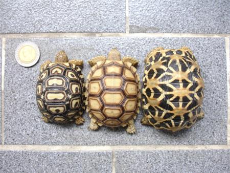 รูปภาพ เต่า เลี้ยงเต่า สัตว์เลี้ยง รูปเต่า สัตว์น่ารักอีกตัว