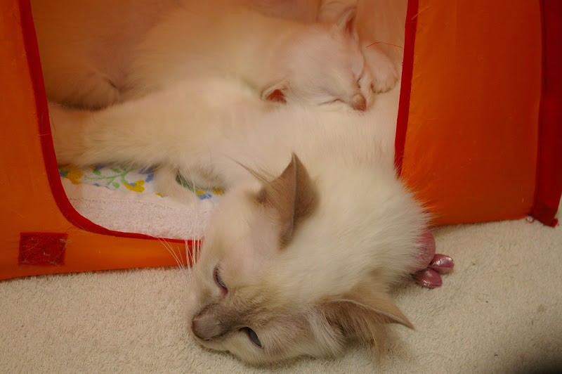 รูปภาพ ครอบครัวน้องเหมียว ลูกแมวน้อยน่ารัก