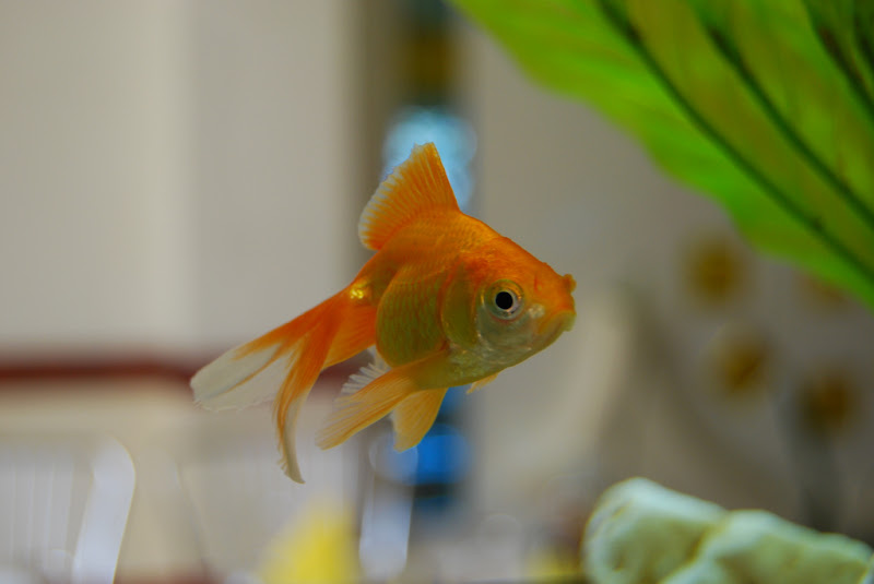 รูปภาพ ปลาทอง GoldFish ปลาสวยงาม ปลาตู้ สัตว์เลี้ยง ปลาทองสวยๆ
