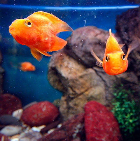 รูปภาพ ปลาทอง GoldFish ปลาสวยงาม ปลาตู้ สัตว์เลี้ยง ปลาทองสวยๆ