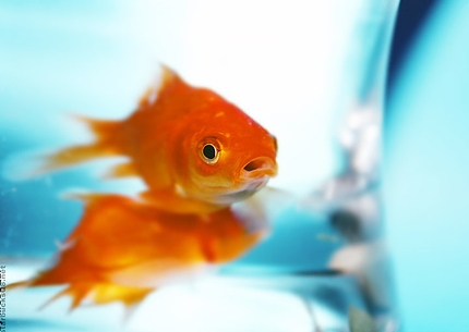 รูปภาพ ปลาทอง GoldFish ปลาสวยงาม ปลาตู้ สัตว์เลี้ยง ปลาทองสวยๆ