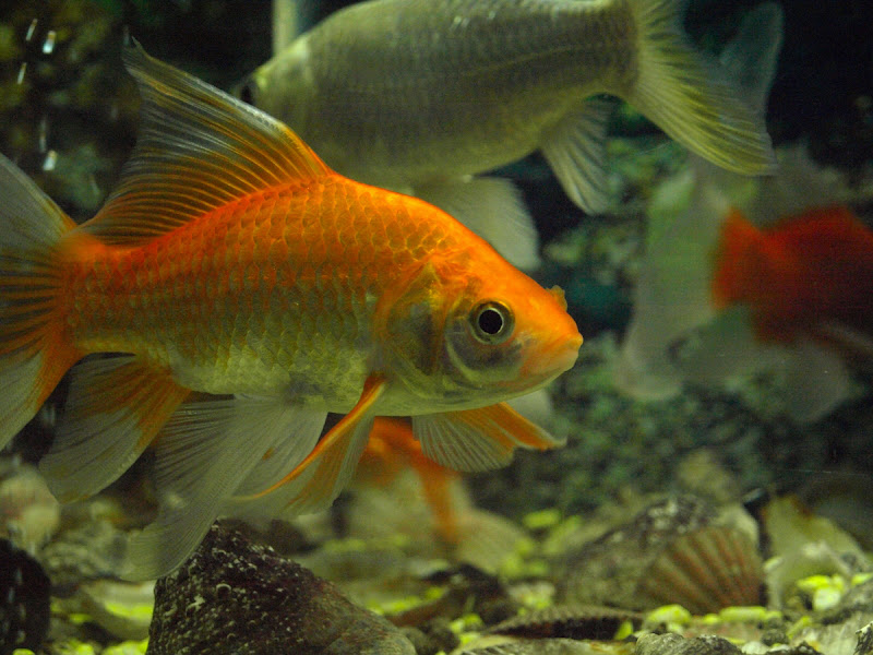 รูปภาพ ปลาทอง GoldFish ปลาสวยงาม ปลาตู้ สัตว์เลี้ยง ปลาทองสวยๆ